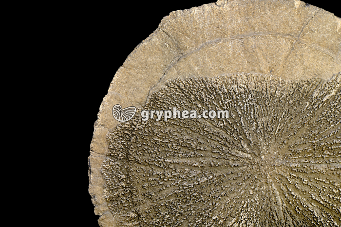 Pyrite dollar - Soleil de pyrite - détail - gryphea.com